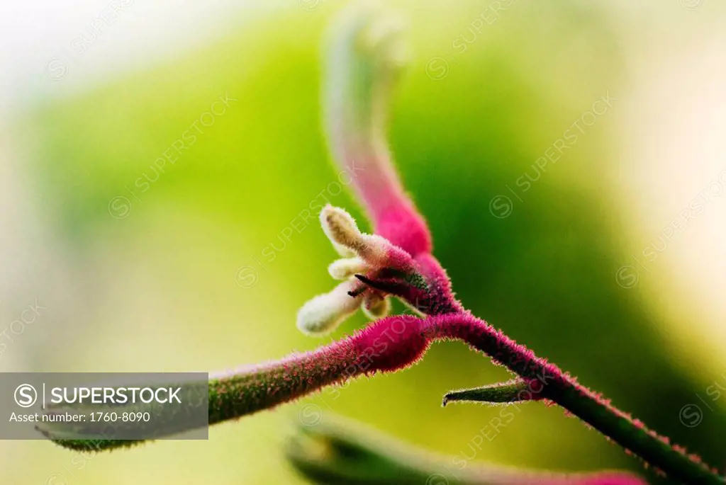 Colorful Cottonwood bud, Selective focus.