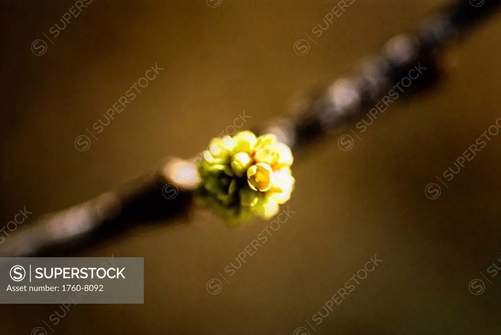 Cottonwood tree, Selective focus of tiny blooming flowers on branch.