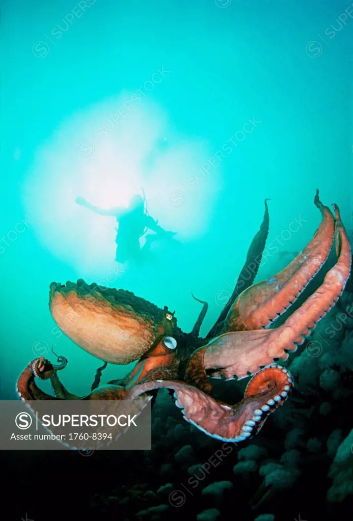 Canada, British Columbia, Giant pacific octopus with diver viewing down.