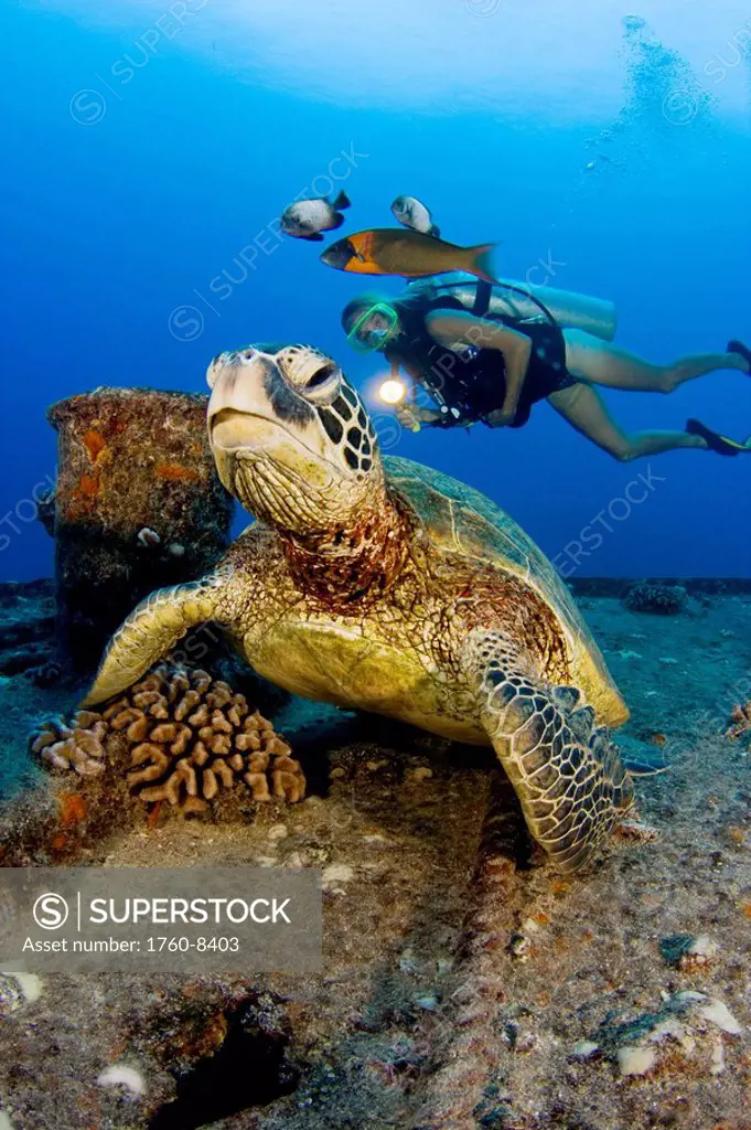 Hawaii, Oahu, Green sea turtle Chelonia mydas over reef, Scuba diver nearby.