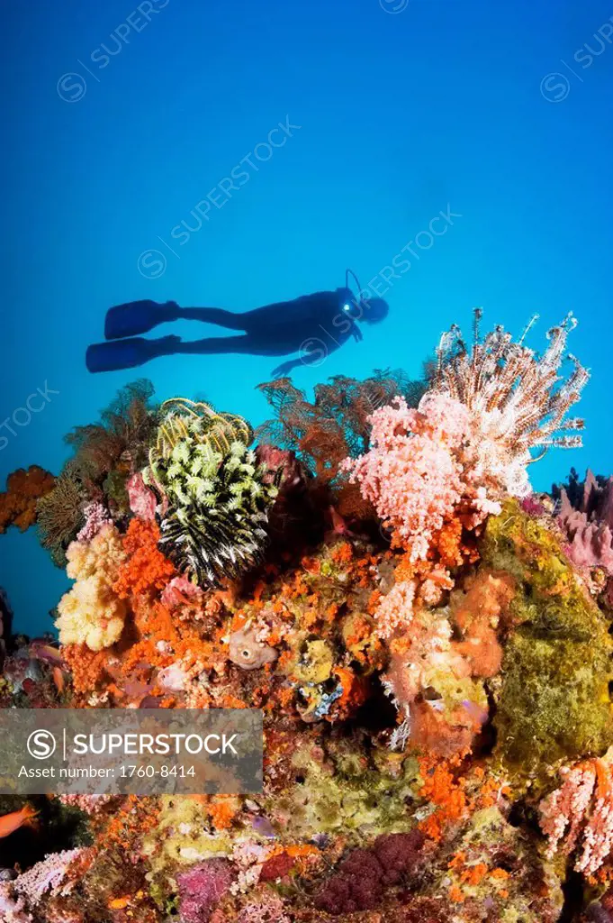 Indonesia, Illuminated colorful reef and silhouette of diver.