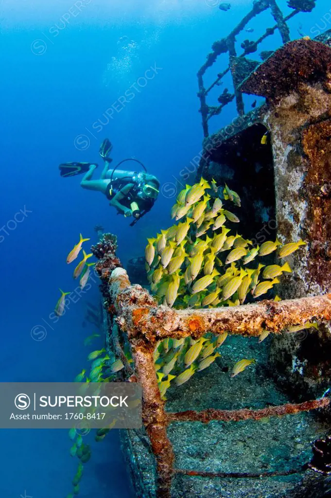 Hawaii, Oahu, Waikiki, Diver exploring Sea Tiger ship wreck, School of Blue Striped Snapper fish.