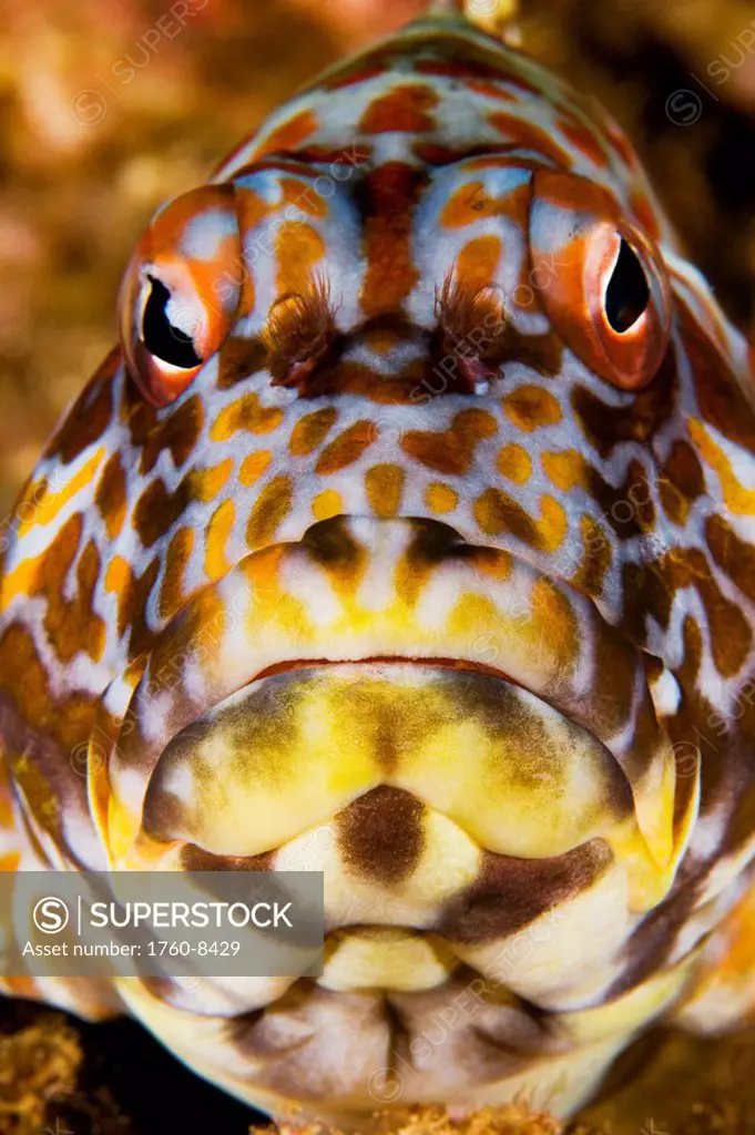 Hawaii, Stocky hawkfish cirrhitus pinnulatus, Close_up of face.
