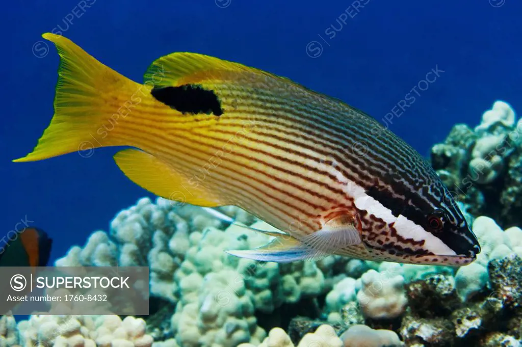 Hawaii, Hawaiian hogfish bodianus bilunulatus.