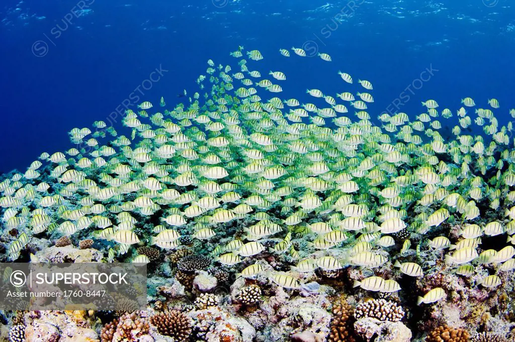 Micronesia, Yap, Schooling convict surgeonfish Acanthurus triostegus above reef.