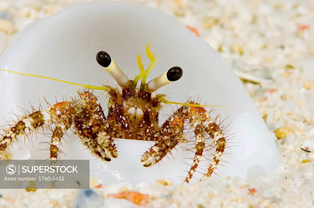 Micronesia, Yap, Hermit crab on seafloor sand Dardanus lagopodes.