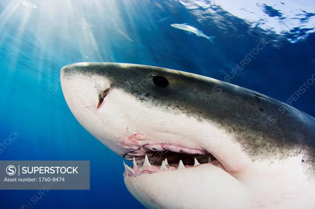 Mexico, Great White Shark Carcharodon carcharias, Close_up of face.