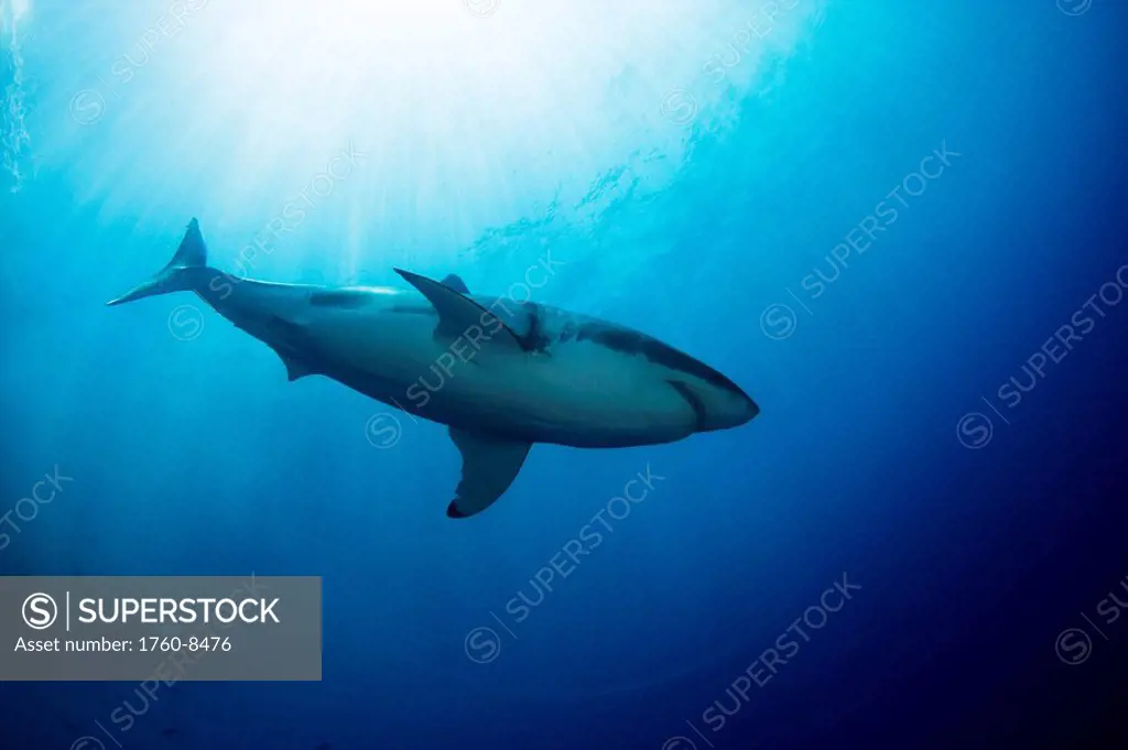 Mexico, Guadalupe Island, Great White Shark Carcharodon carcharias in open water.