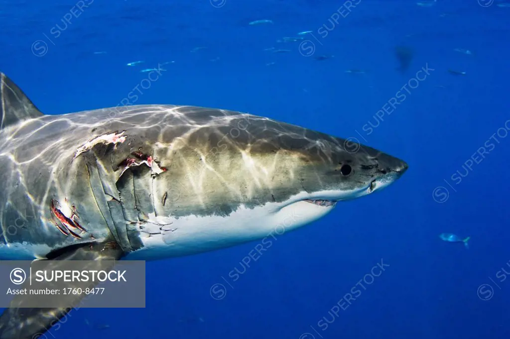 Mexico, Guadalupe Island, Great White Shark Carcharodon carcharias in open water, Ripped flesh.