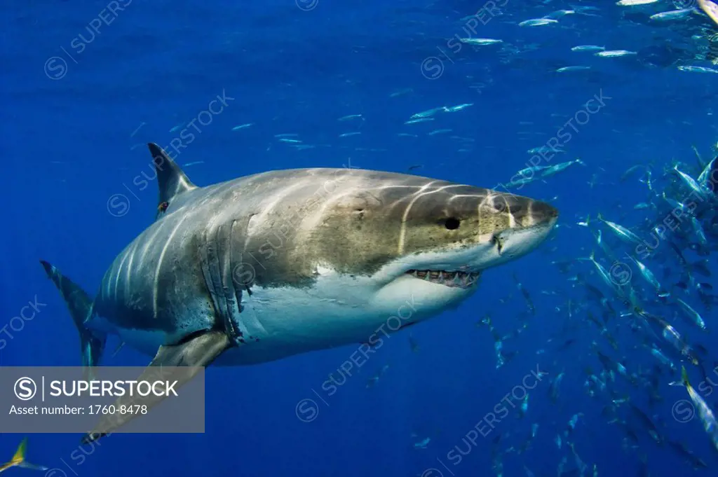 Mexico, Guadalupe Island, Great White Shark Carcharodon carcharias in open water, Fish schooling nearby.
