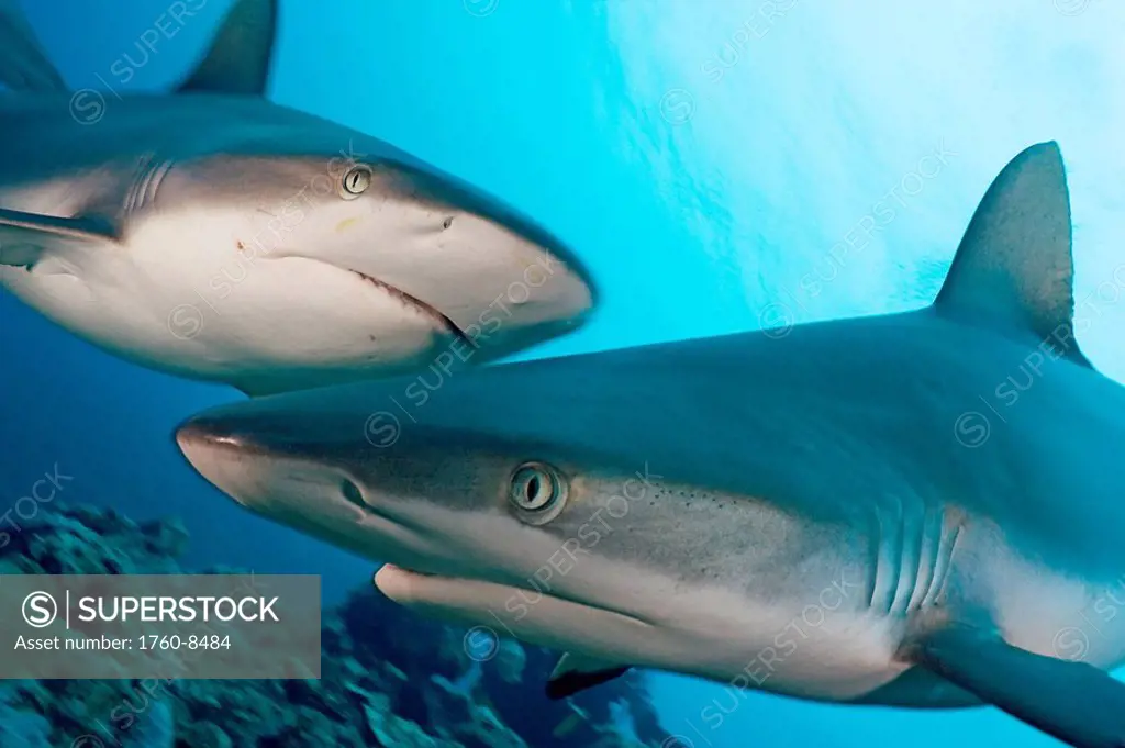 Micronesia, Yap, Two Gray reef sharks Carcharhinus amblyrhynchos in turquoise ocean water.
