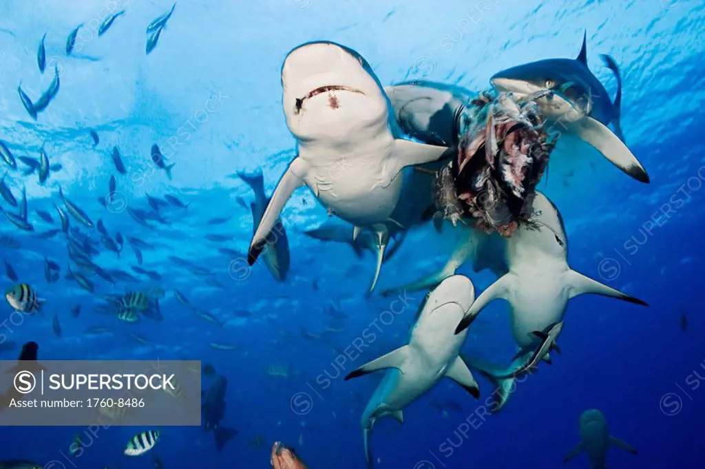 Micronesia, Yap, Gray Reef Shark Carcharhinus amblyrhynchos eating bait.