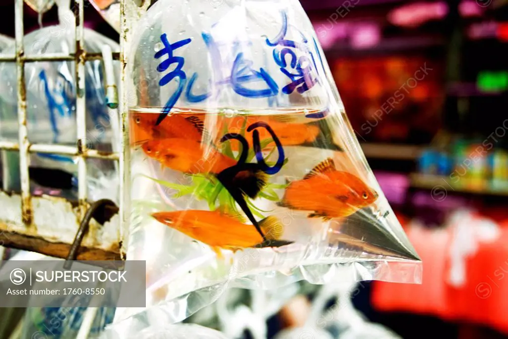 Hong Kong, Mong Kok K, Gold fish for sale in a small storeon Shanghai Street.