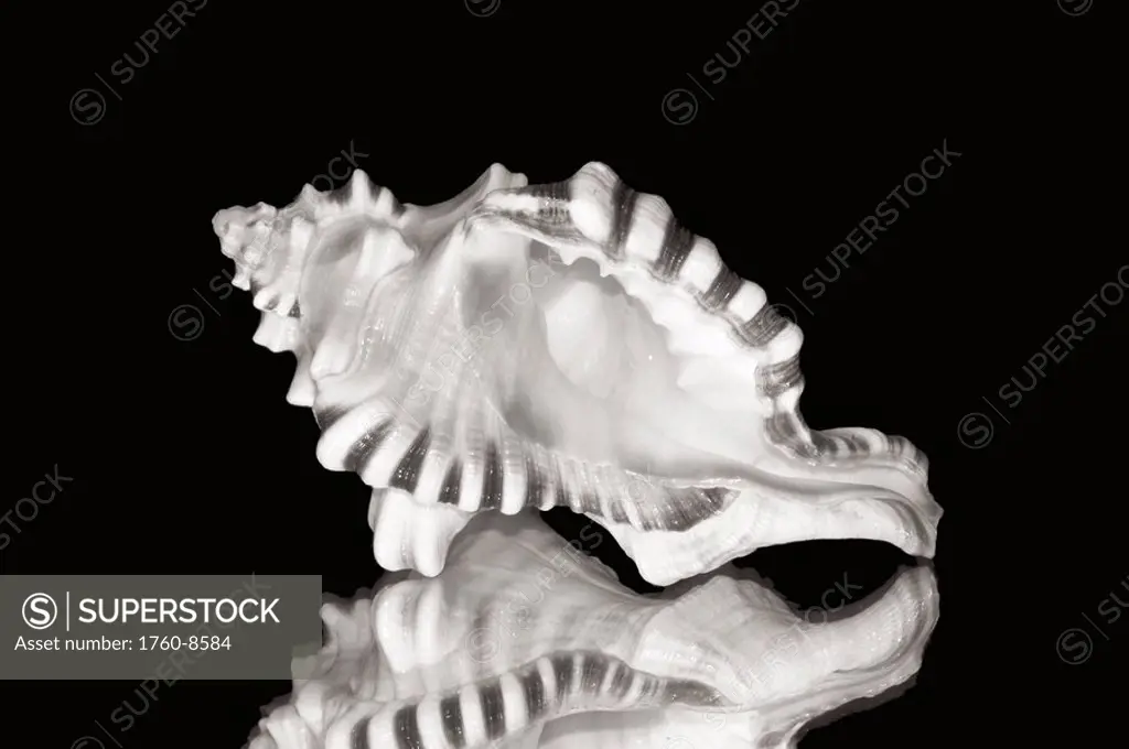 Close_up of conch shell on black background Sepia photograph.