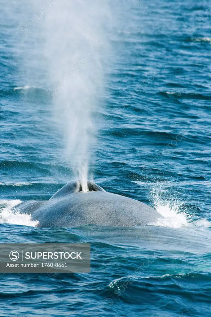 California, A blue whale Balaenoptera musculus surfaces and exhales. Blue whales are the largest creature to ever live on our planet.Blue whales are t...