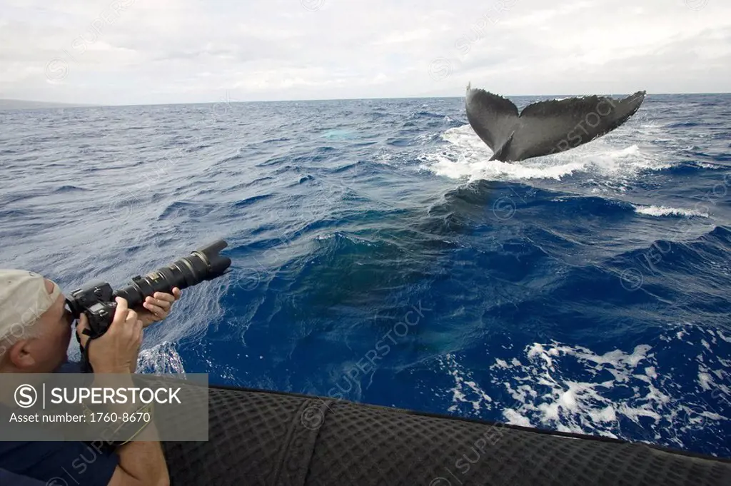 Hawaii, Maui, Lahaina, A photograher on a whale watching boat out of got a close up look at the tail of a humpback whale Megaptera novaeangliae.