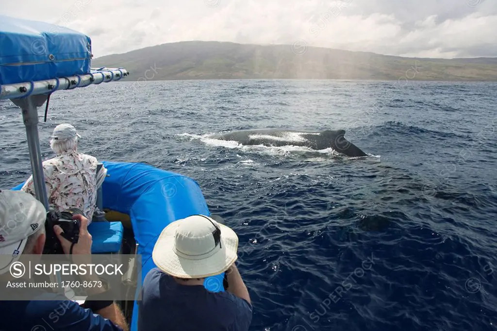 Hawaii, Maui, Lahaina, A photograher on a whale watching boat out of got a close up look at a humpback whale Megaptera novaeangliae.The island of Lana...