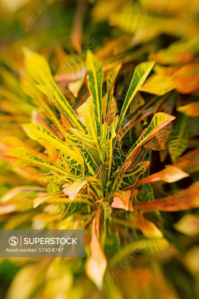Selective focus on yellow Croton leaves.