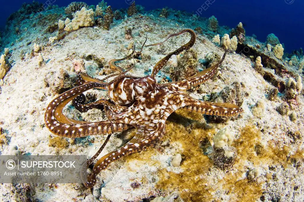 Hawaii, Day octopus Octopus cyanea.
