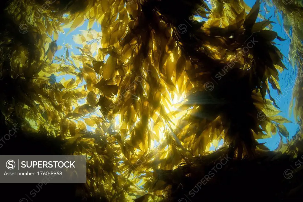 California, Catalina Island, Sunlight streaming through a forest of giant kelp Macrocystis pyrifera.
