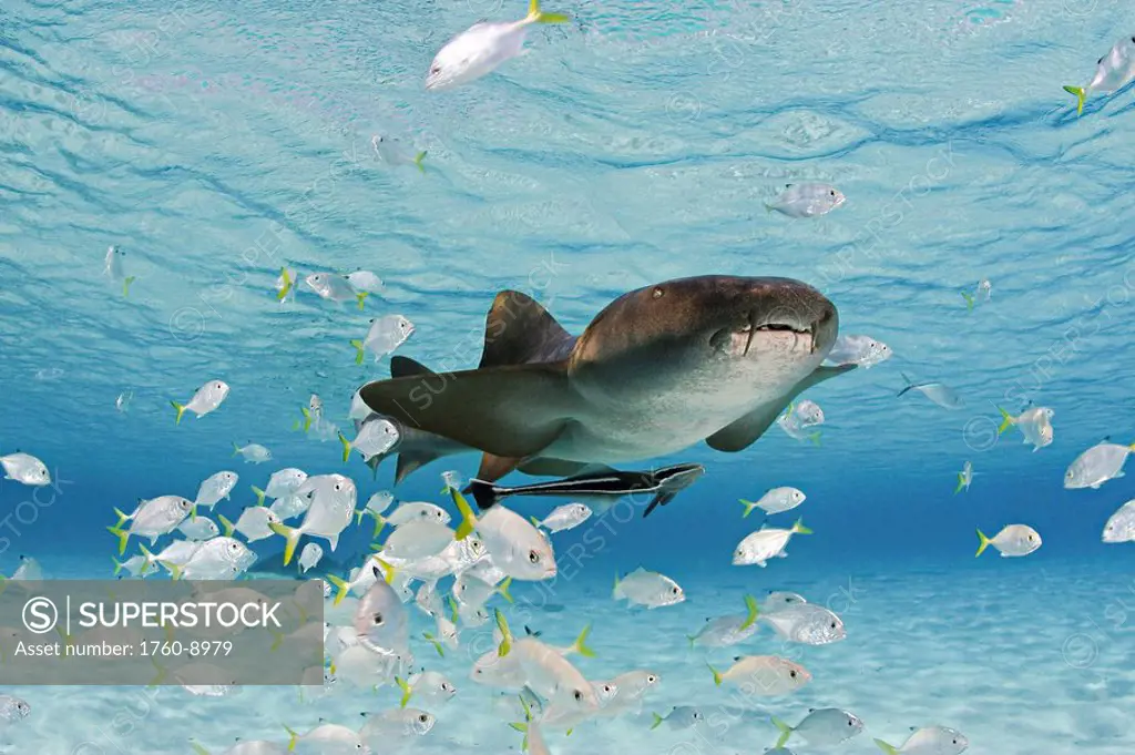 Bahamas, This nurse shark Ginglymostoma cirratum is pictured with a school of juvinile jacks and remora.