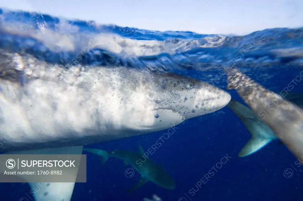 Hawaii, The Galapagos shark Carcharhinus galapagensis can reach twelve feet in length and is listed as potentially dangerous.