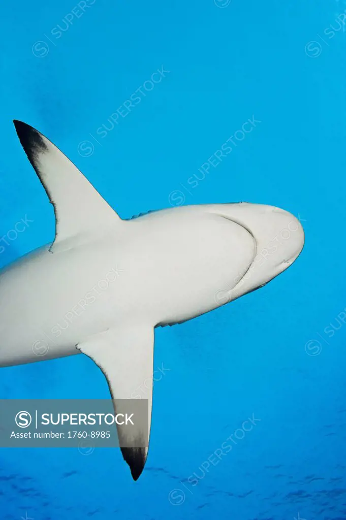 Micronesia, Yap, Silhouette of a grey reef shark Carcharhinus amblyrhynchos.