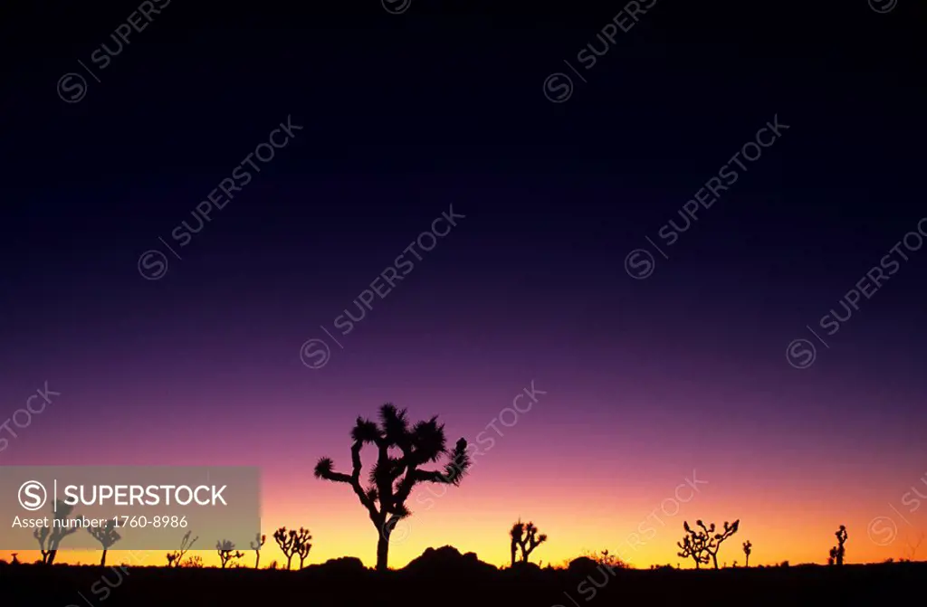 California, Mojave Desert, Joshua Tree National Park, Joshua trees silhouetted at dawn.