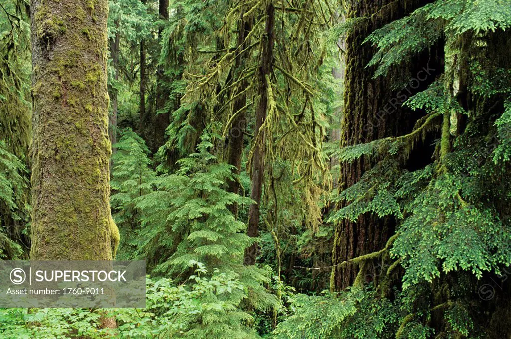 Washington, Olympic National Park, Quinault Rainforest, Old growth of Spruce and Hemlock Fir.