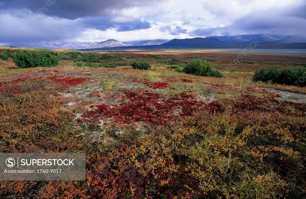 Alaska, Denali National Park, Colorful fall season tundra, Alaska Range in distance.