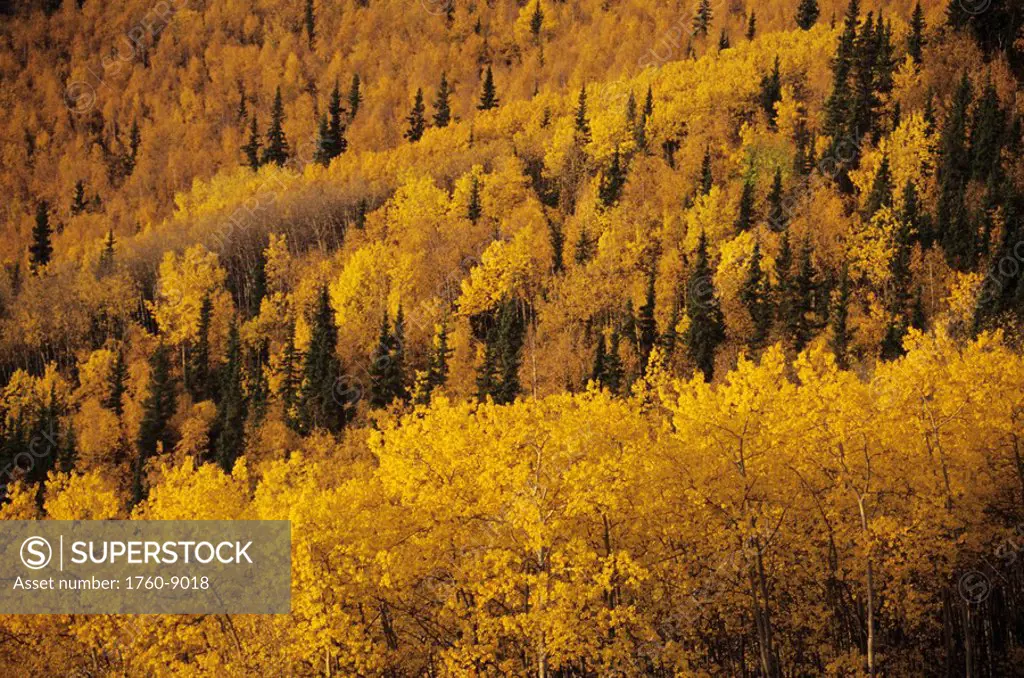 Alaska, Alaska Range, Birch and Aspen fall colors on hillside.