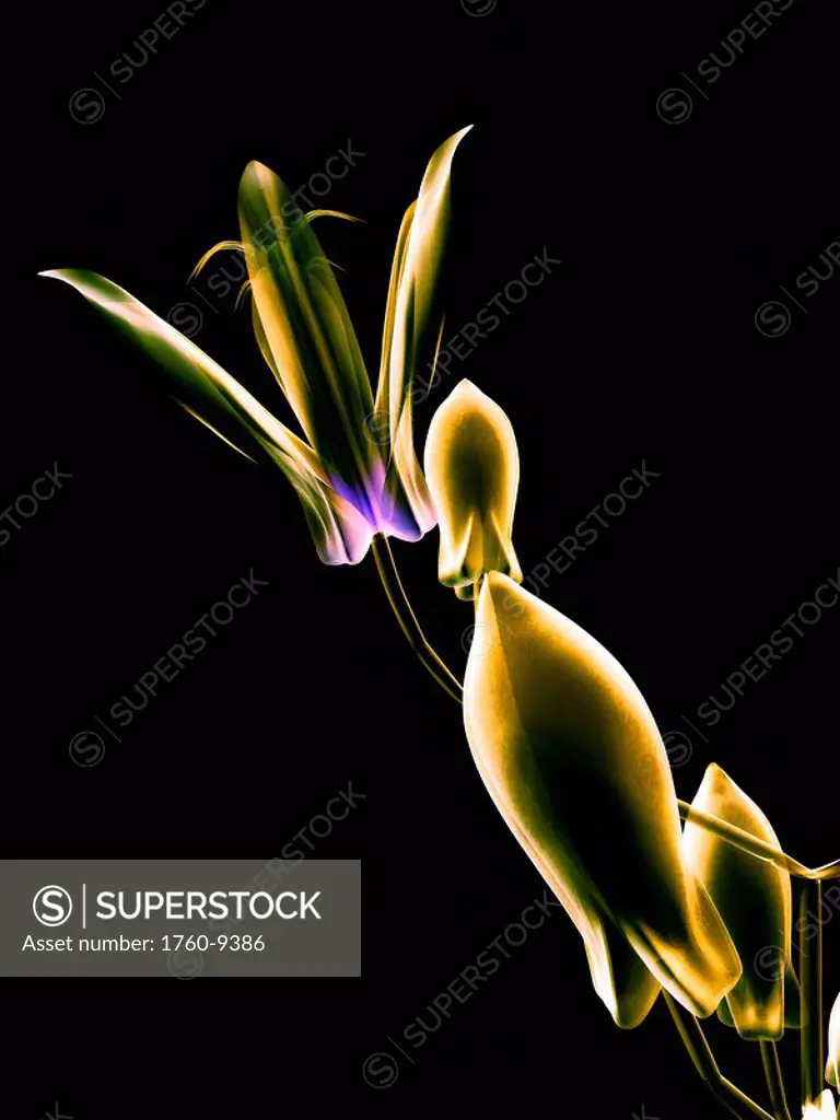 Botanical Study 1, Sheer representation of flower on black background Photographic composition.