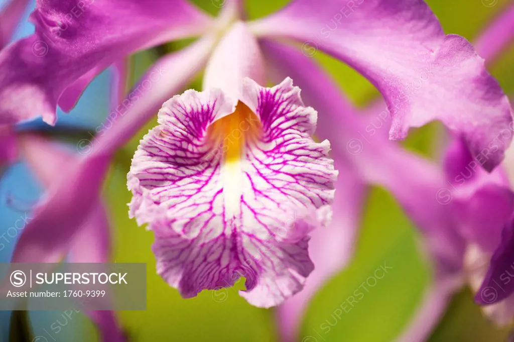 Hawaii, Maui, Vibrant pink orchid.