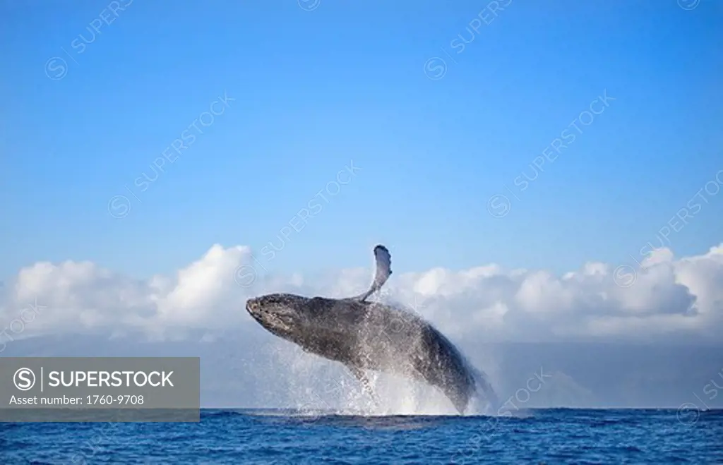 Hawaii, Maui, Humpback whale breaching with island in the background.