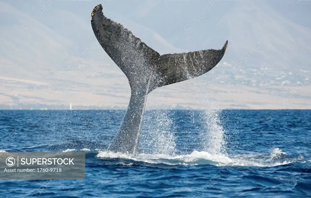 Hawaii, Maui, Humpback whale fluking its tail.