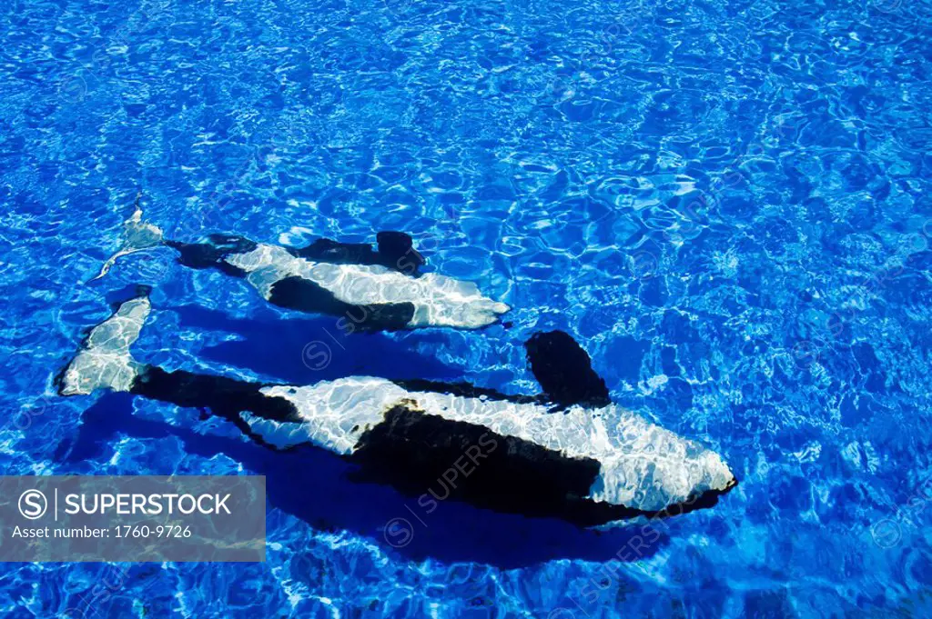 California, San Diego, Sea World, Killer Whale Orca orcinus.