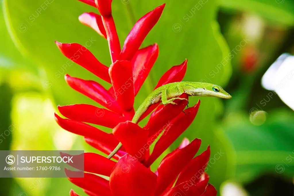 Hawaii, Green anole lizard on red ginger plant.