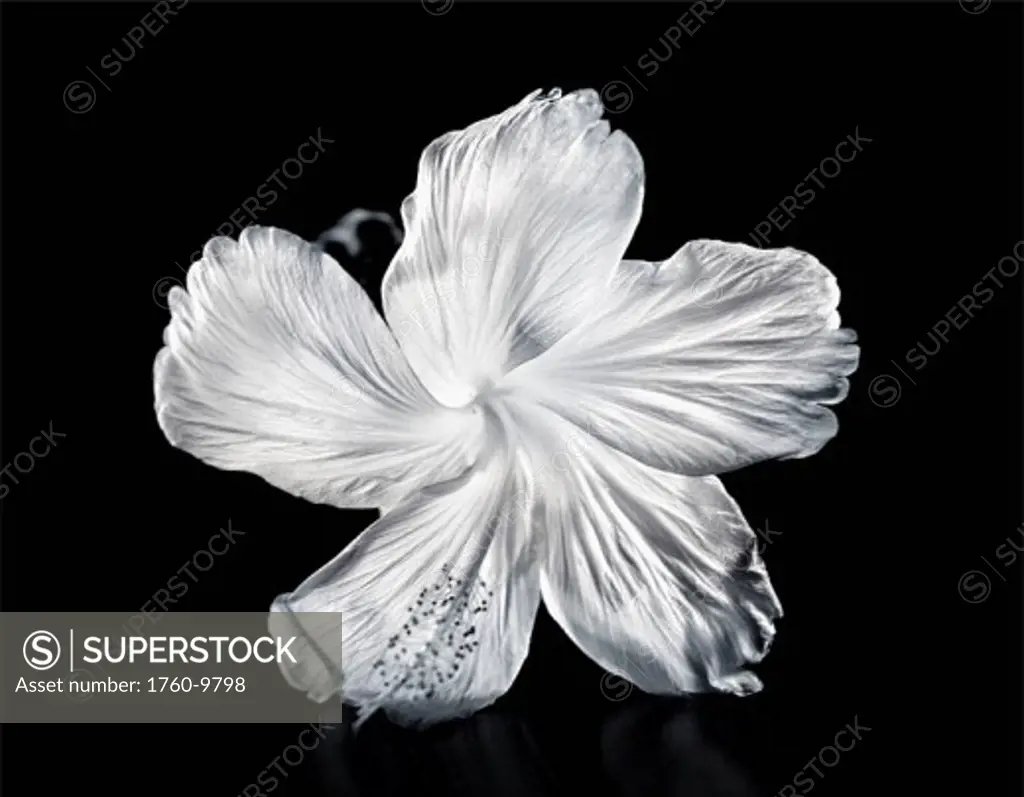 Hawaii, Close_up of a white hibiscus.