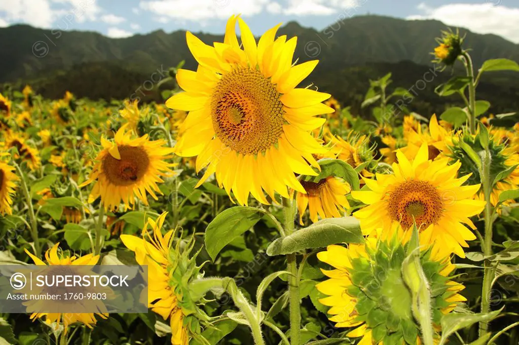 Hawaii, Oahu, North Shore, Sunflower field.