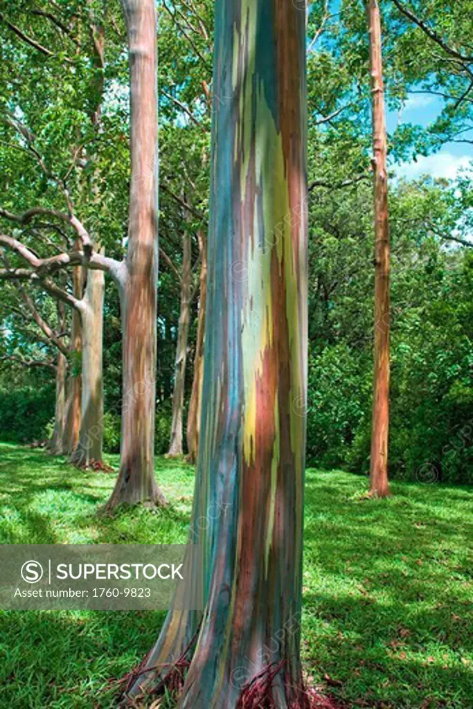 Hawaii, Maui, Hana, Rainbow eucalyptus tree trunk.