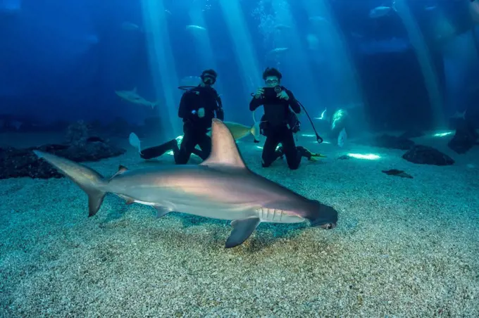 Two divers get a close look at a Scalloped hammerhead shark (Sphyrna lewini) along with many other species in their big tank at the Maui Ocean Centre;...