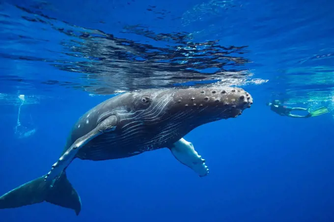 A snorkler and a young humpback whale (Megaptera novaeangliae); Hawaii, United States of America