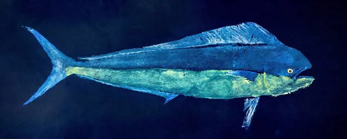 A fish print of a mahi-mahi also known as a dorado or dolphin fish. Gyotaku is the traditional Japanese method of printing fish, a practice which date...