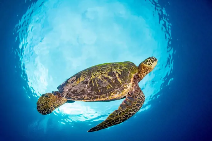 A green sea turtle (Chelonia mydas), an endangered species, is framed in Snells Window, and effect created by shooting up at the surface; Maui, Hawaii...
