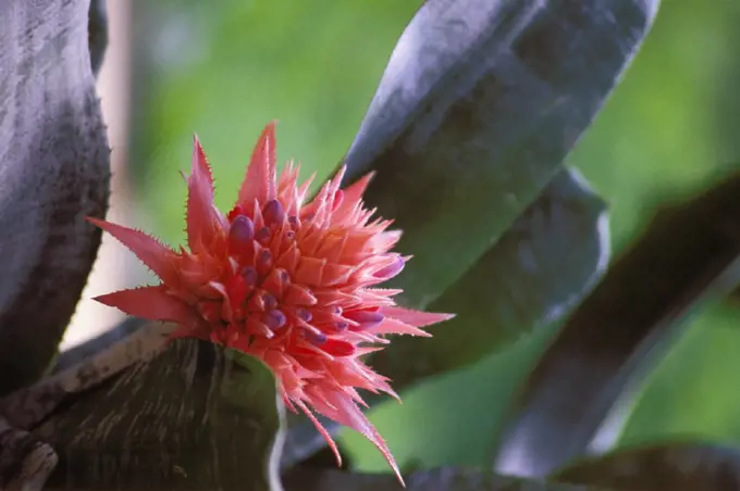 Close-up of a single pink flowering bromeliad on plant