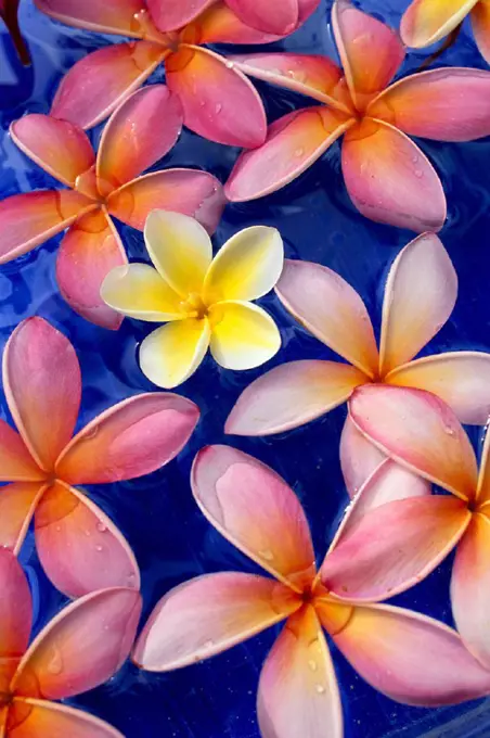 Studio shot of one yellow and mixed color plumeria flowers, blue background