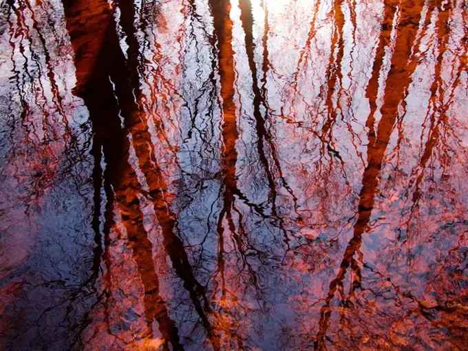 As Above So Below, Massachusetts, Seekonk, Caratunk Wildlife Refuge, Tree reflections on water.