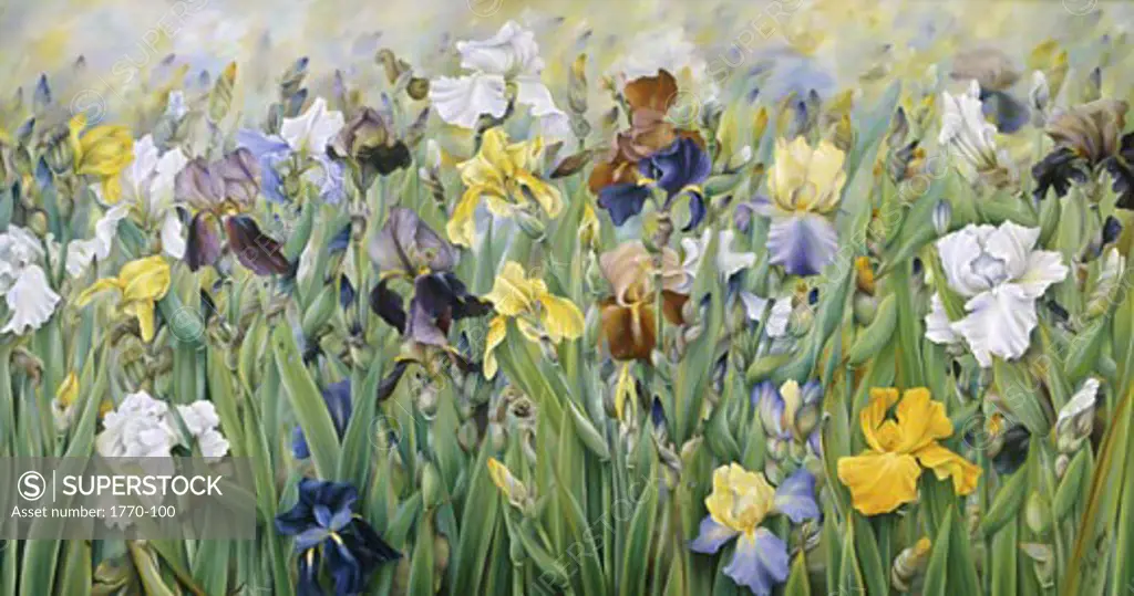 The Irises of Guemappe1993Heliette Wzgarda (b.1943/French)OilThe Grand Design, Leeds, England