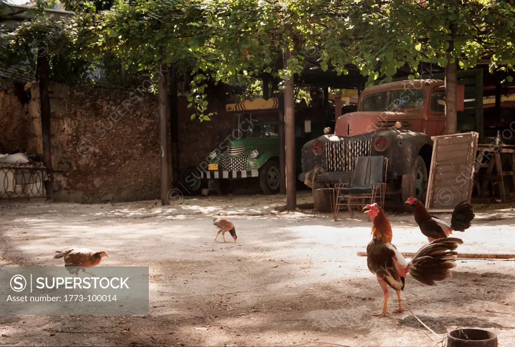 Chickens in dirt yard