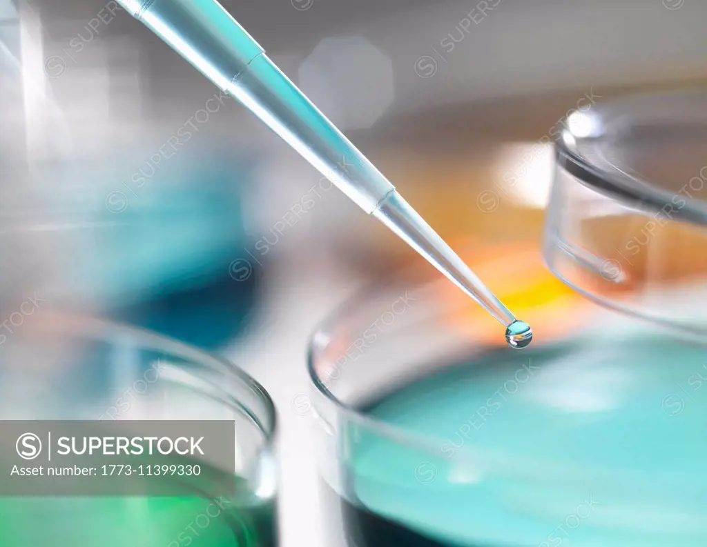 Scientist pipetting sample into a petri dish in a laboratory
